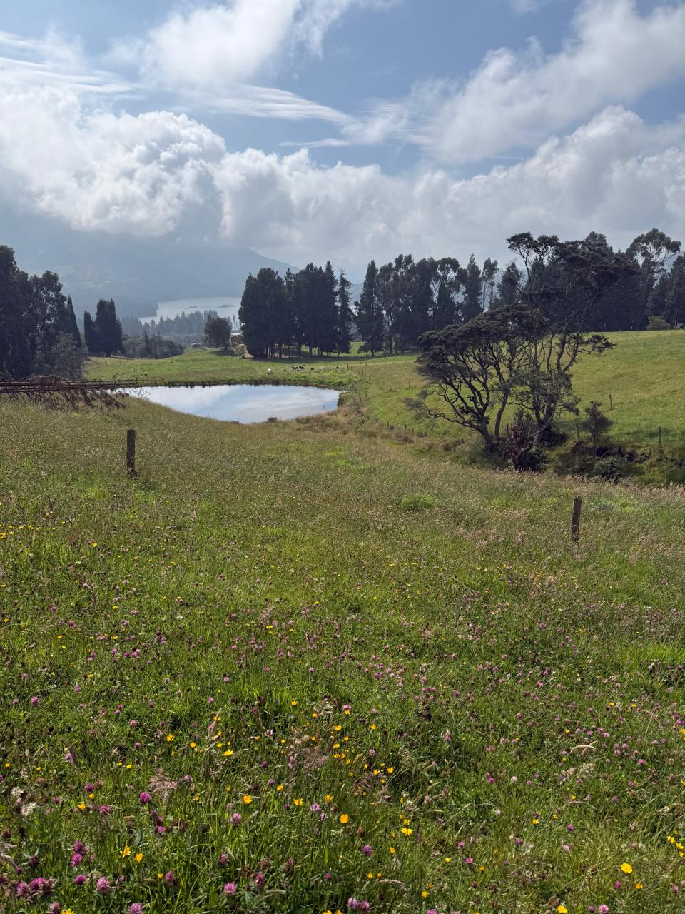 Potrero con reservorio y flores