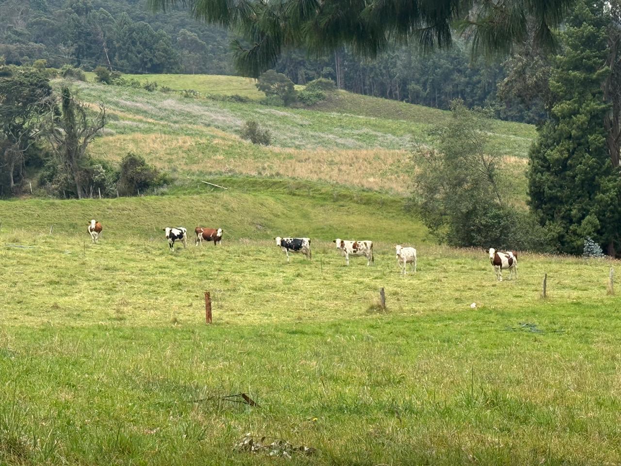 Ato lechero en potreros
