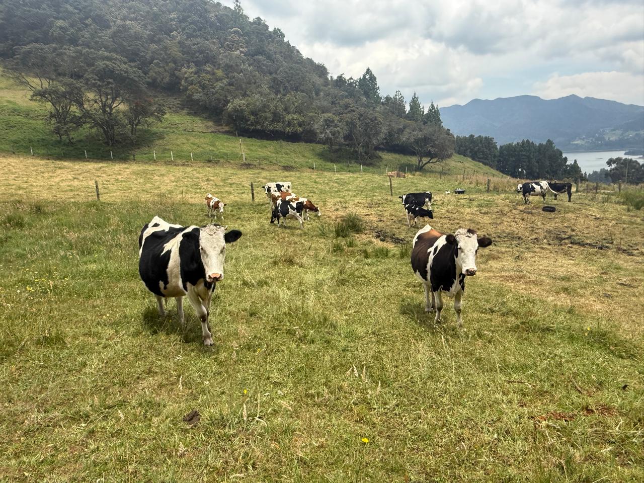 Ganado lechero Holstein