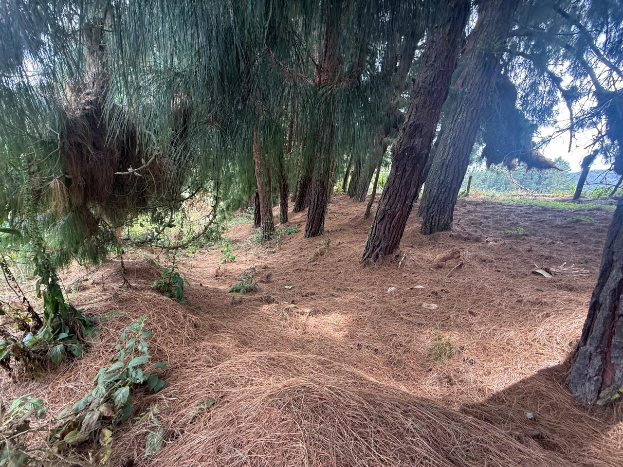 Bosque nativo