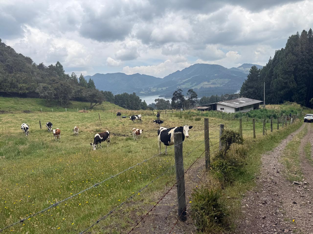 Ganado con embalse al fondo