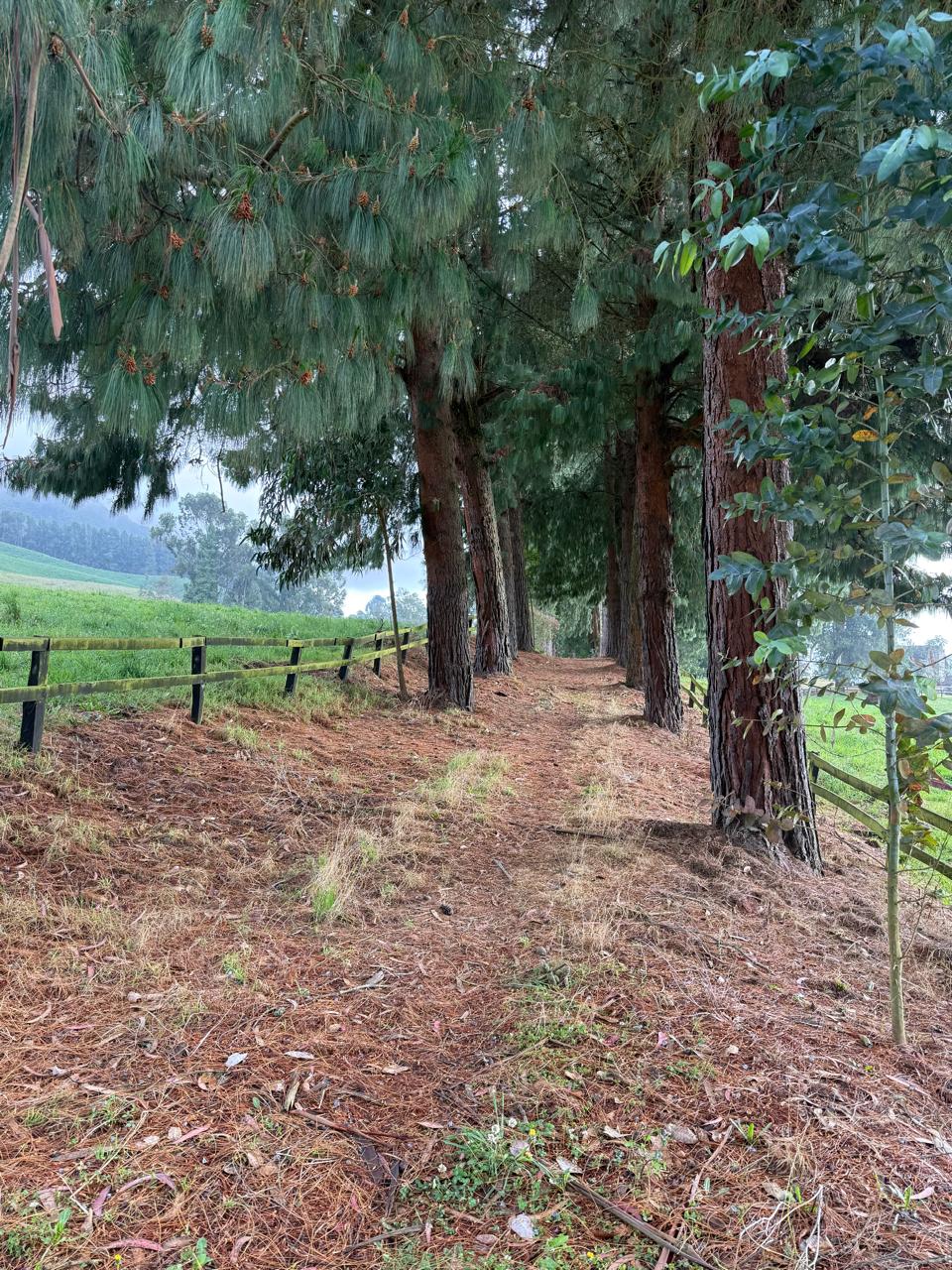 Sendero de pinos